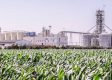 Aceiteras grandes y pymes enfrentadas por su posición frente a una ley clave del sector agroindustrial