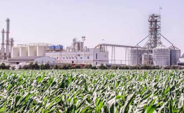 Aceiteras grandes y pymes enfrentadas por su posición frente a una ley clave del sector agroindustrial
