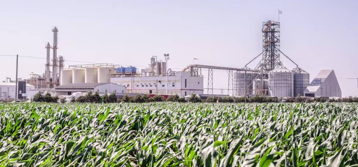 Aceiteras grandes y pymes enfrentadas por su posición frente a una ley clave del sector agroindustrial